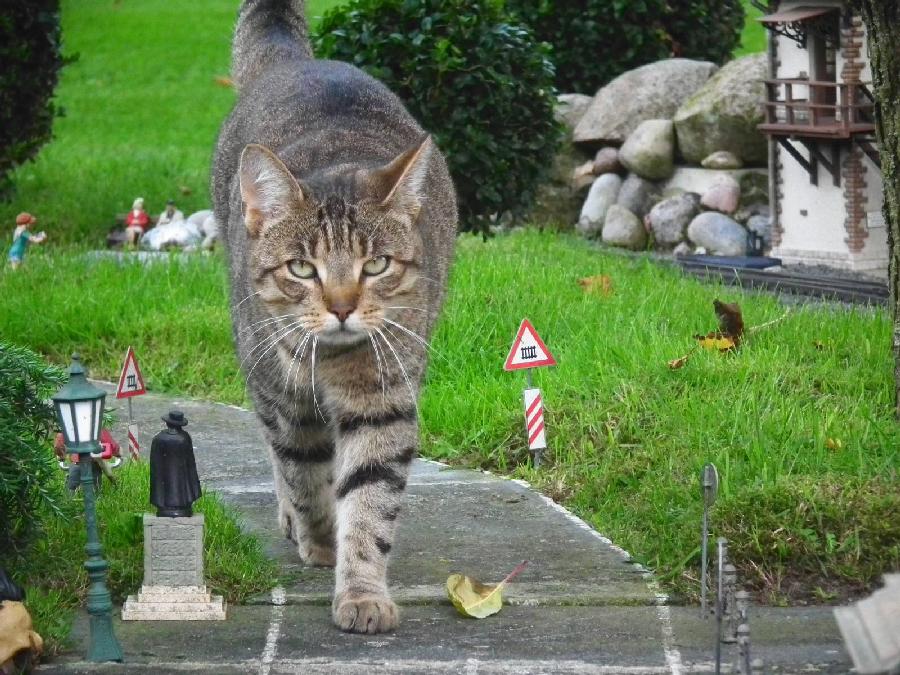 Catzilla reloaded