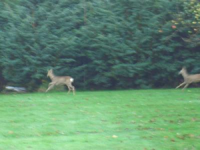 ... deer