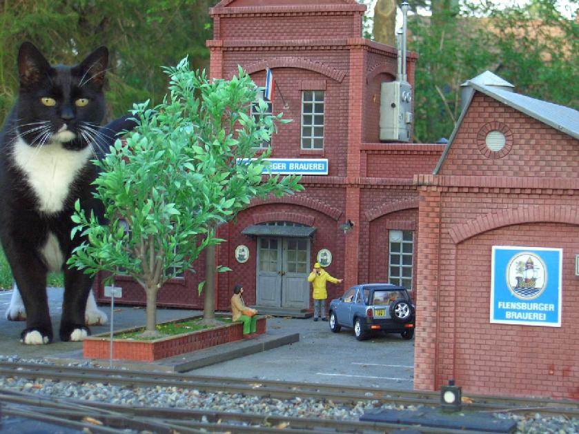 Katzilla ...